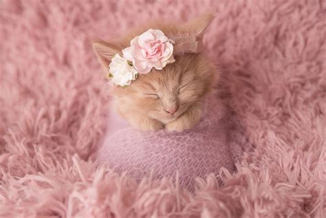 Adorable newborn photoshoot will make you want kittens over kids