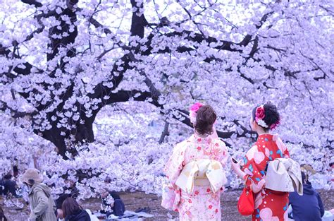 Hanami Season in Japan 2025 - Rove.me