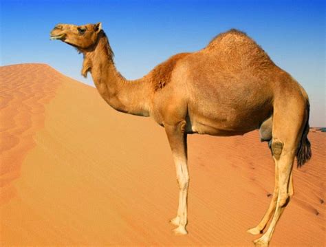 The Camel | Strange-Animal