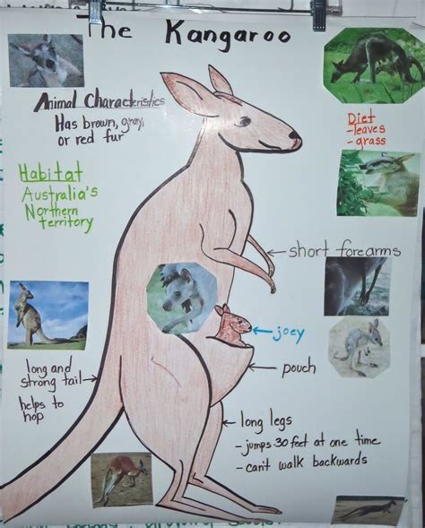 Download Link life cycles of kangaroos 2nd grade Download Now PDF - Solve Your Child's Sleep ...