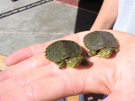 Baby turtles are about as cute as it gets, but they can also be ...