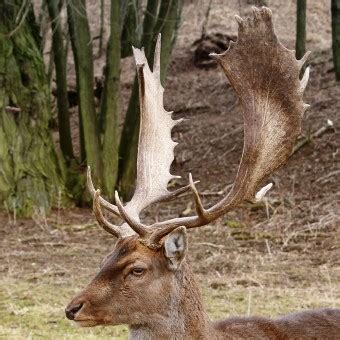 Free Images : nature, animal, wildlife, horn, stag, mammal, fauna, antler, reindeer, vertebrate ...