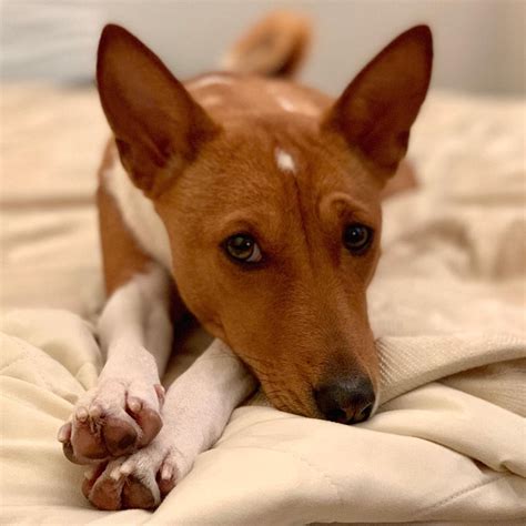 14 Things To Know About Basenji Dogs | Page 2 of 4 | PetPress