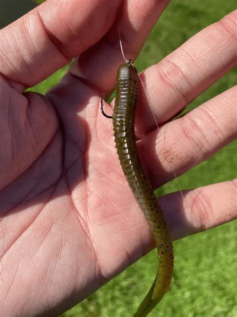 What Is The Best Color Worm For Bass Fishing? - Rep The Wild