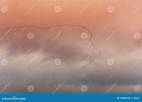 Birds Flying in V Formation Stock Photo - Image of flight, flock: 74400104