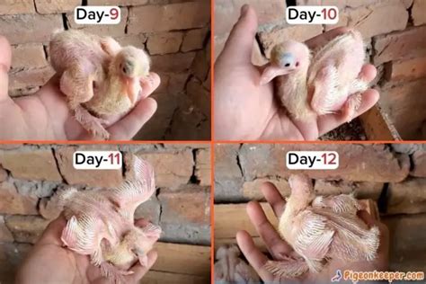 This is what a baby pigeon looks like during first 4 weeks