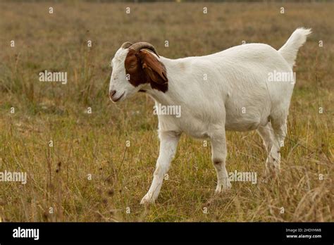 domestic goat, goat, domestic goats Stock Photo - Alamy