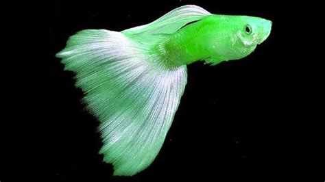 Top 10 Most EXPENSIVE Beautiful Guppy | Beautiful Guppy Everyday-Fish keeping Tips|Guppy Channel ...