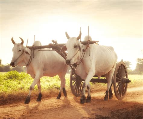 White Buffalo Spiritual Meaning: Significance Of Sacred Animal