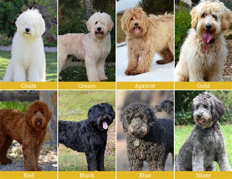 Australian Labradoodles Have Two Types of Coats and Sixteen Different Coat Colors - ALAA