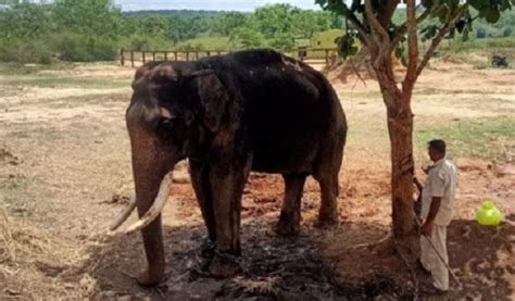 Mysuru Dasara Ambari elephant Balarama no more! | Udayavani – ಉದಯವಾಣಿ