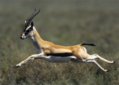 Gazelle | Wildlife | The Wildlife