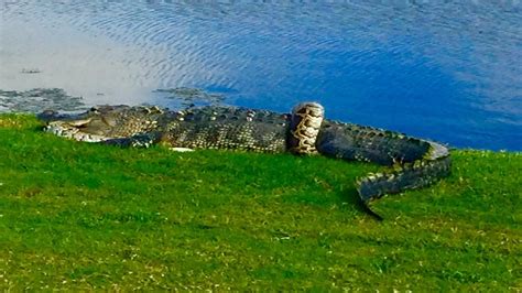 Amazing video shows python battling alligator on Florida golf course
