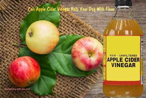 Apple Cider Vinegar can be a great natural way to repel fleas from your ...