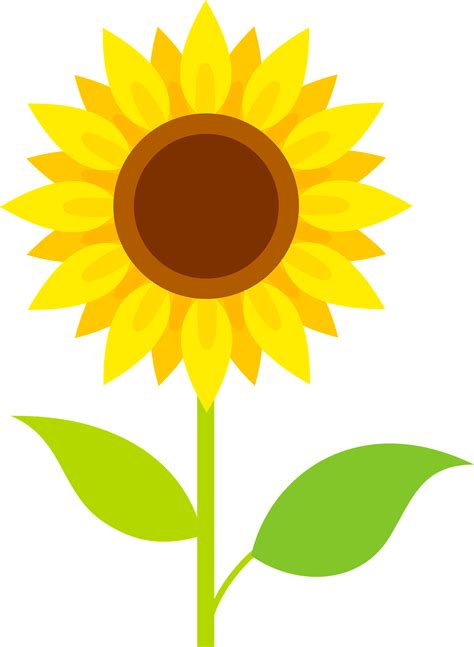 Sunflower Plant Clipart Images