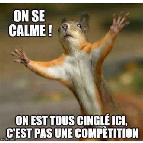 Pin by Sandrine P on A twi | Squirrel memes, Cute animal pictures, Squirrel