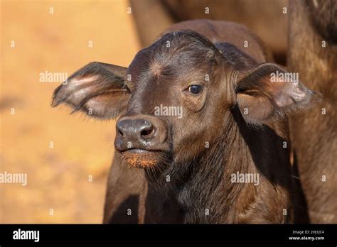 Buffalo Calf in South Africa Stock Photo - Alamy