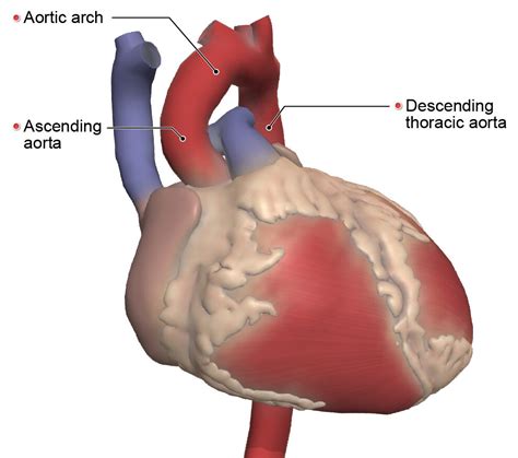 Anatomical Variations: Branching Patterns of the Aortic Arch