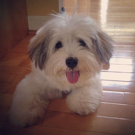 13 Havapoo haircuts ideas | havanese puppies, havanese dogs, havanese