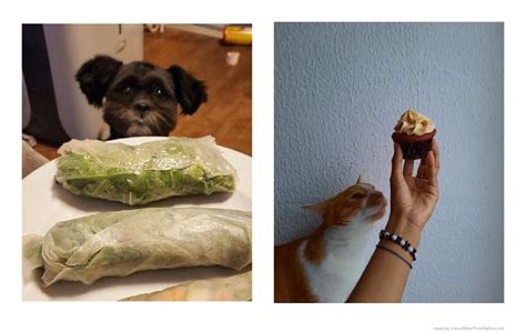 Funny Pics of Cats & Dogs and Their Love of Food