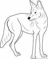 Western Coyote Coloring Page For Kids  Free Coyote Printable Coloring sketch template