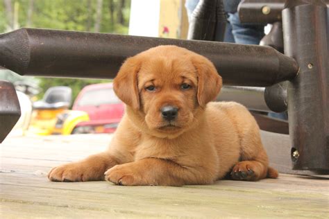 fox red english Labrador puppies for sale! pondsideretrievers.com ...