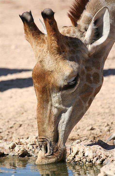 South African Water Animals