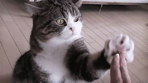 Cat GIF - Find & Share on GIPHY