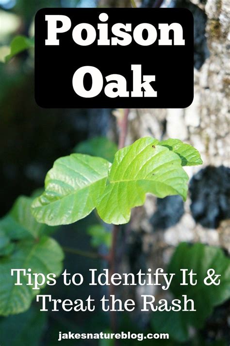 Identify and Treat Poison Oak - Jake's Nature Blog | Poison oak, Go camping, Poison oak treatment