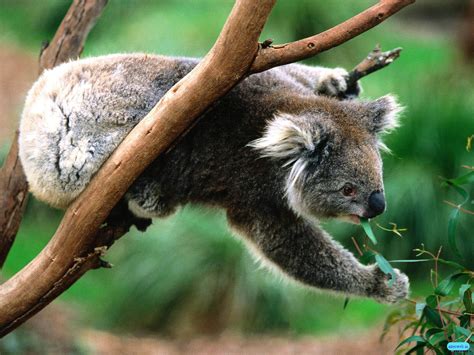 Funny Koala wallpaper |Funny Animal