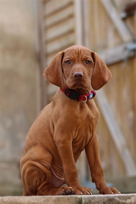 Vizsla pup | Vizsla, Vizsla dogs, Puppies