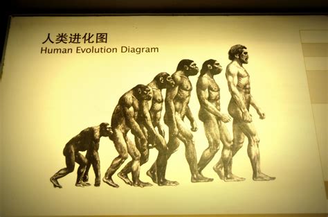 Evolution humaine Photo stock libre - Public Domain Pictures