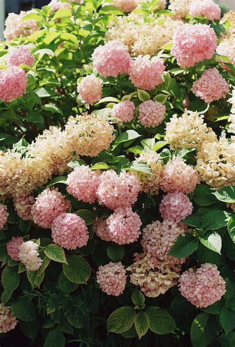 A Pink Hydrangea Shrub · Free Stock Photo