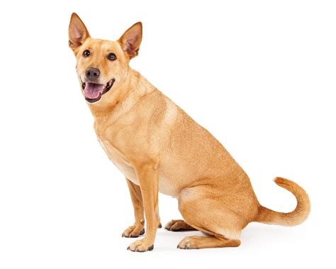 Dogs That Look Like Dingoes | The Smart Dog Guide