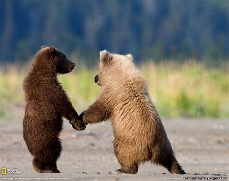 Baby Grizzly Bear | Wallpapers Gallery