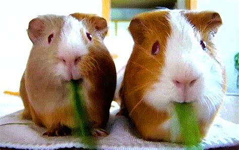 10 Signs Your Guinea Pig Loves You - Omlet Blog US