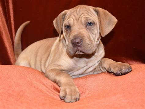 Mini Walrus-DOG-Female--3734743-Petland Dunwoody