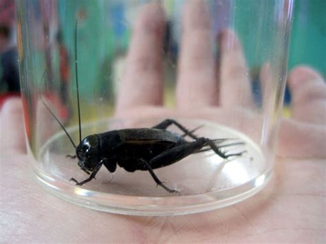 How to Care for Feeder Crickets - Pets Health News Everyday