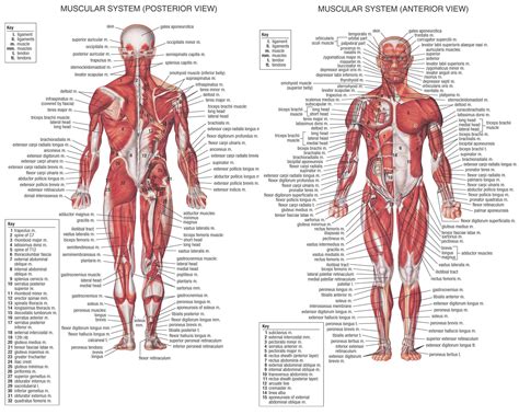 Picture Of The Human Body Muscles – skipnation.info