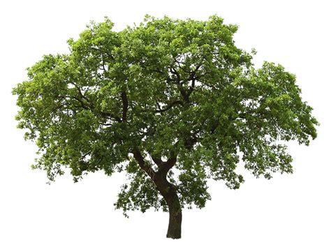 tree png image