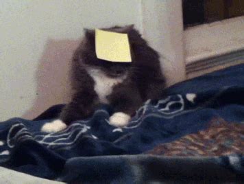 Dumb Cat GIF - Find & Share on GIPHY