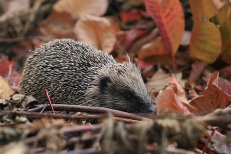 Autumn is a busy time for wildlife as they prepare for winter. Book ...