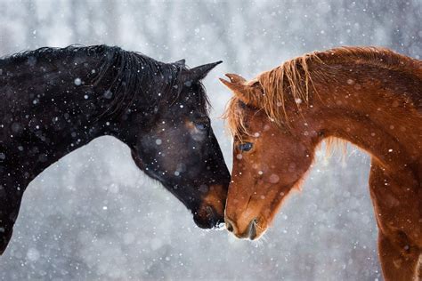 Natural Light Equine Portraits | Horses in Snow | Best Friends | Arabian Horse | Oldenburg Horse ...