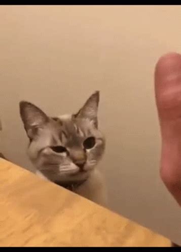 Dinhdaica132 High Five GIF - Dinhdaica132 HighFive Cat - Discover & Share GIFs | High five gif ...