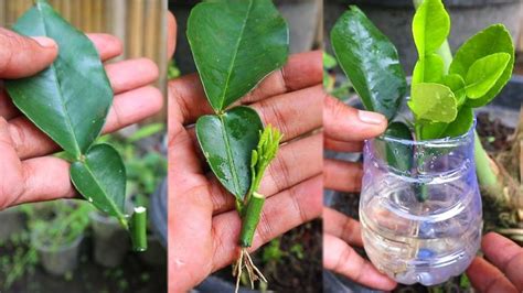 Best method propagate Lemon Trees from leaf cuttings in 2023 | Lemon ...