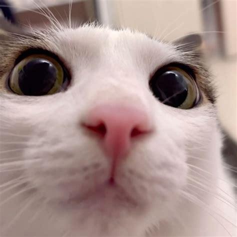 a close up of a cat looking at the camera