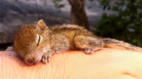 Cute Baby Squirrels Sleeping