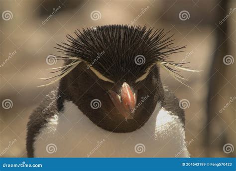 This Penguin Has Long Yellow Eyebrows. Upright Black Feathers on the ...