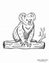 21 free Cute Koala coloring Pages & Clipart printables At  sketch template