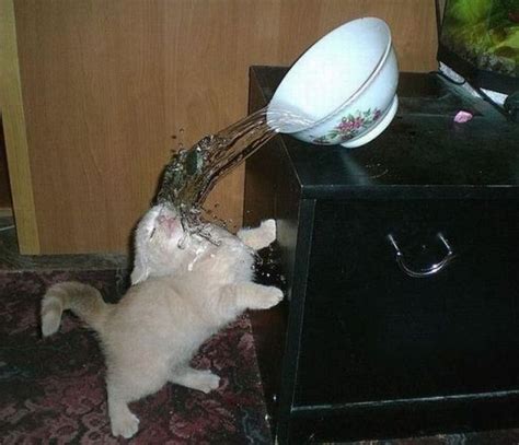 Water Bowl Cat – 1Funny.com